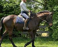 hunter-thoroughbred-horse