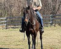 field-hunter-thoroughbred-horse