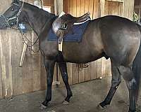 ridden-english-thoroughbred-horse