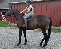 western-riding-thoroughbred-horse