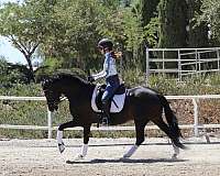 cross-andalusian-horse