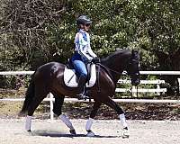 dressage-andalusian-horse