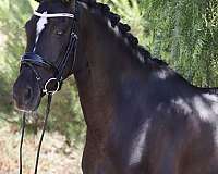 flashy-andalusian-horse