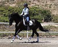 show-andalusian-horse