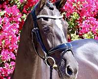 sport-andalusian-horse