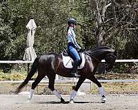 sporthorse-andalusian-horse