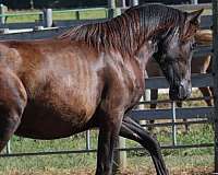 grey-andalusian-filly