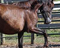 beautiful-head-andalusian-horse