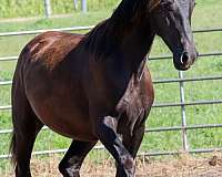 fly-andalusian-horse