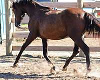 modern-andalusian-horse