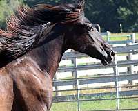 top-quality-andalusian-horse