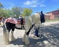 tobiano-gypsy-vanner-gelding