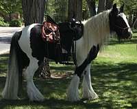 tobiano-trail-riding-horse