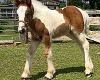 nice-conformation-gypsy-vanner-horse