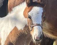 sundance-gypsy-vanner-horse