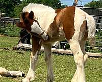 young-filly-gypsy-vanner-horse