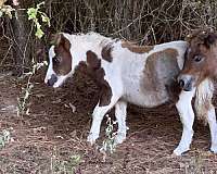 pinto-sorrel-miniature-pinto-horse