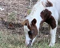 feed-miniature-horse