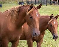 dun-sorrel-harness-horse