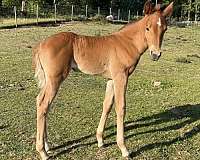 dun-sorrel-kwpn-filly