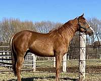 dun-sorrel-kwpn-horse