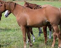 dun-sorrel-quarter-horse-filly