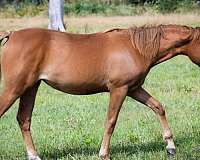 dun-sorrel-quarter-horse-mare