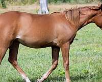 dun-sorrel-quarter-horse-yearling