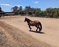 white-stripe-on-face-horse