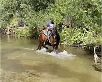 magnificent-draft-horse