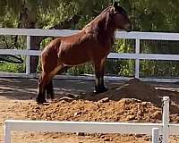 presence-draft-horse