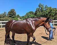 bay-white-stripe-on-face-horse