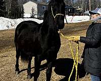 cfha-friesian-stallion