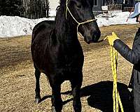 cross-halter-colt-gelding