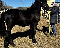 black-friesian-stallion