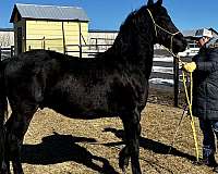 black-cfha-horse