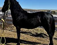 black-stallion-for-sale