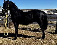 16-hand-friesian-stallion