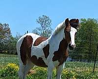 sport-trail-gypsy-vanner-paint-horse