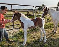 brown-gypsy-vanner-paint-filly