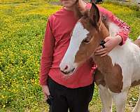 white-gypsy-vanner-paint-filly