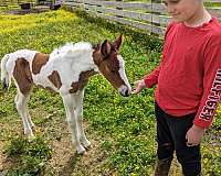 white-sport-trail-horse