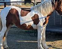 white-mane-tail-gypsy-vanner-horse