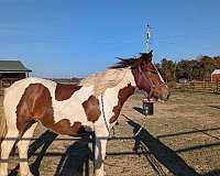 white-mane-tail-gypsy-vanner-horse