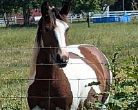 sport-trail-gypsy-vanner-paint-horse