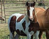 black-gypsy-vanner-paint-filly