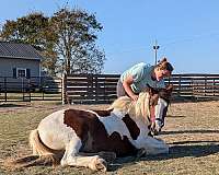 brown-gypsy-vanner-paint-filly