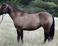 all-around-quarter-horse