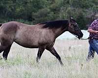 athletic-quarter-horse