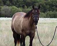 breeding-quarter-horse